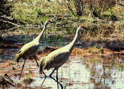 Wading bird aquatic bird
