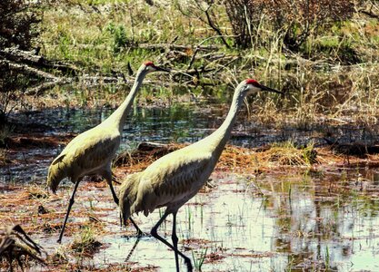 Wading bird aquatic bird photo