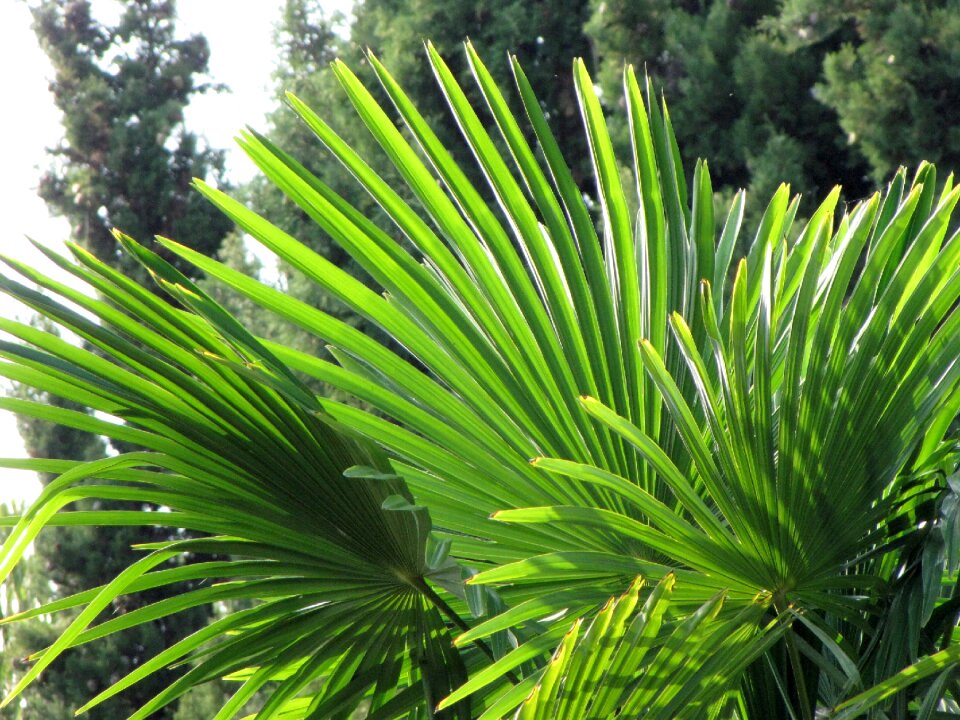 Leaves branches plant