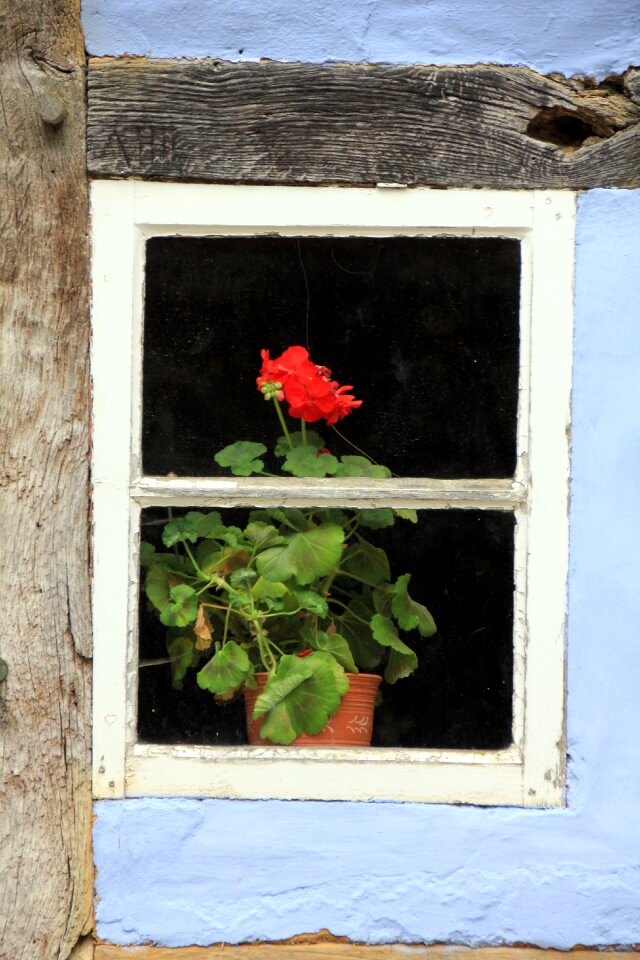Window flower blossom