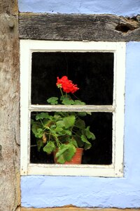 Window flower blossom