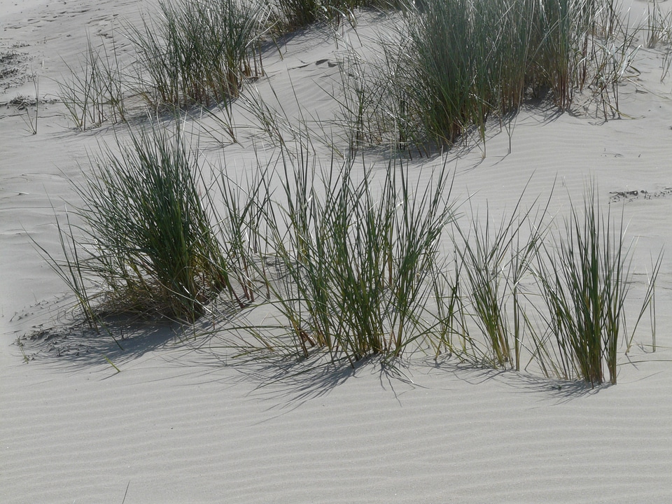 Licorice poaceae sand