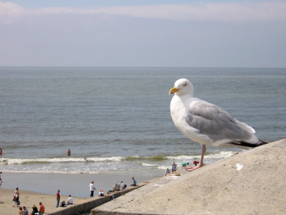 Bird close up gull