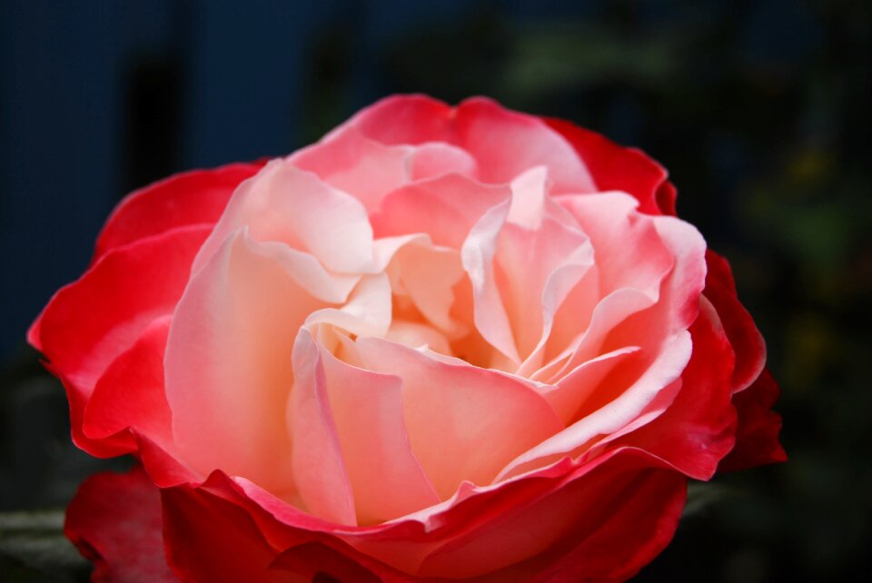 Rose flowers rose bloom