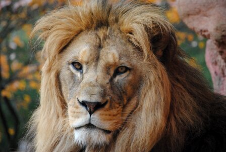 Wild predator animals