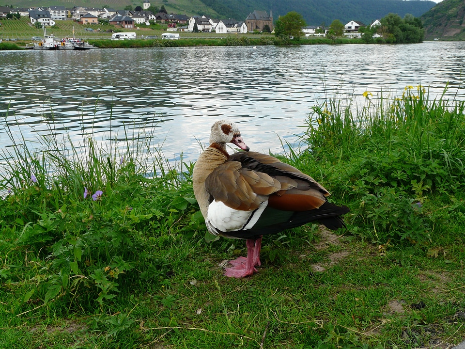 Half goose water bird afrotropische entenvogel