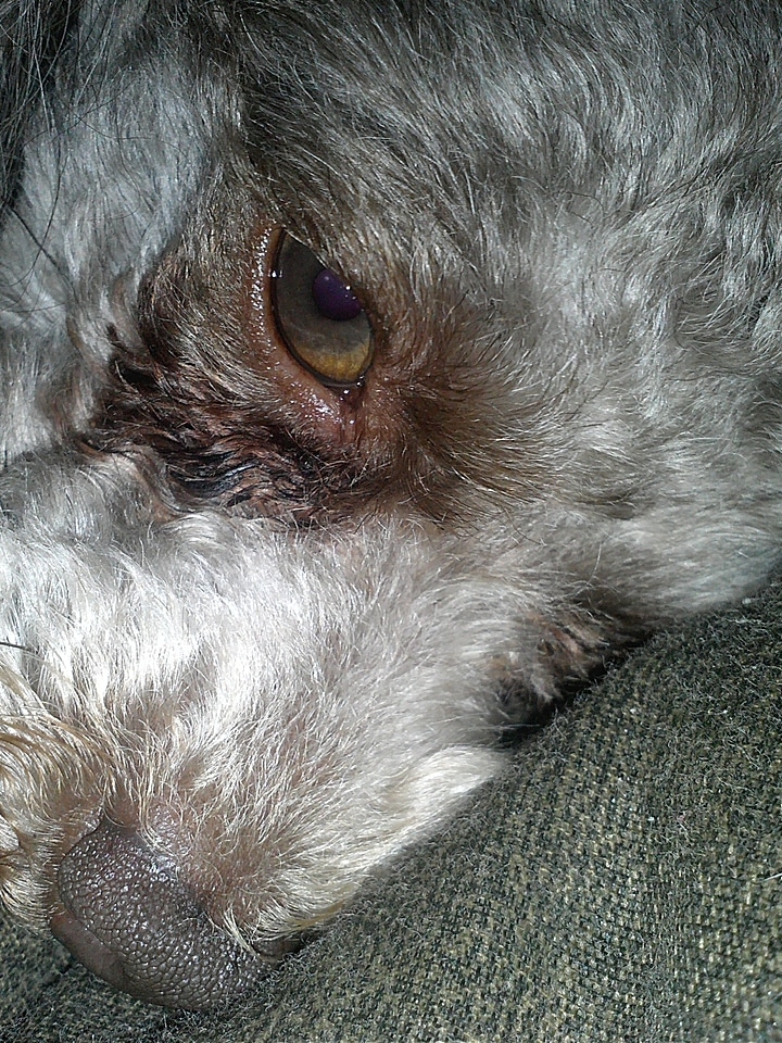 Grey resting pet