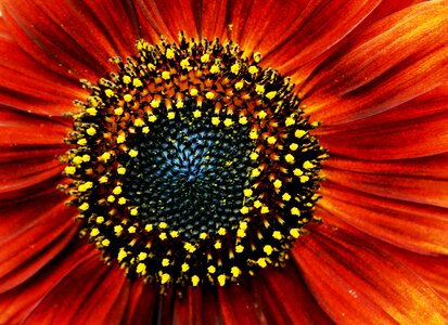Pollen yellow specks