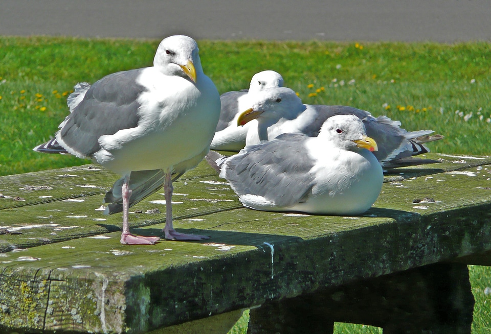 Feathered nature animals