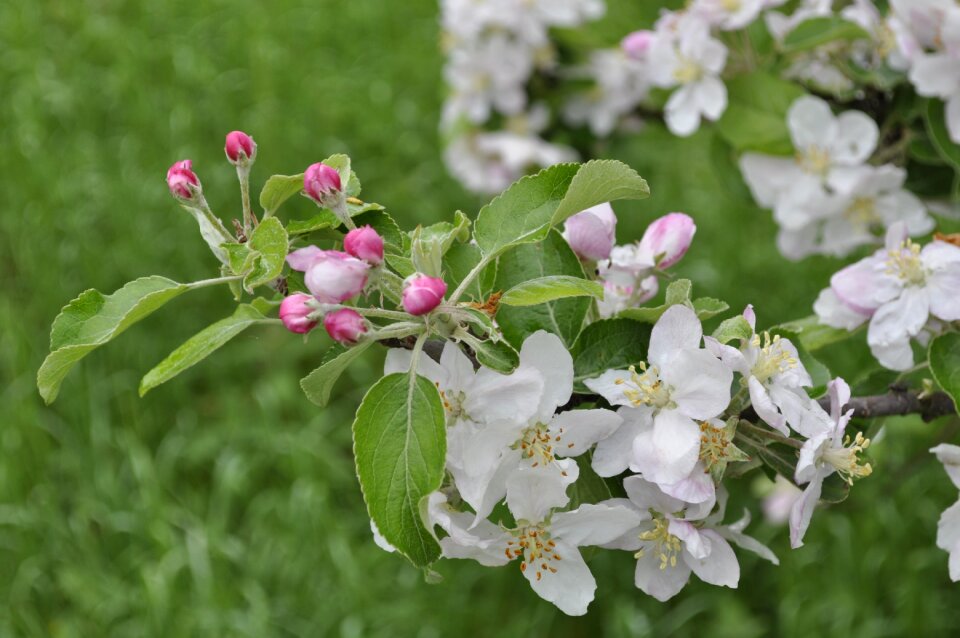 Flowers white pink