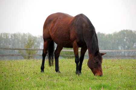 Graze eat brown