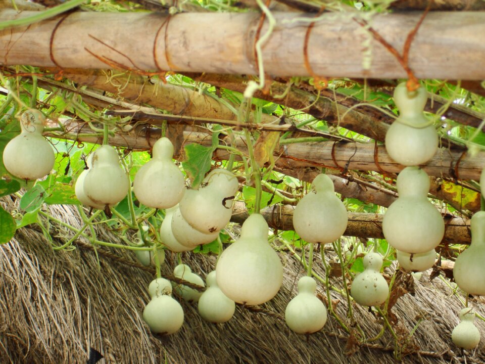 Gourds seconds there are plenty of