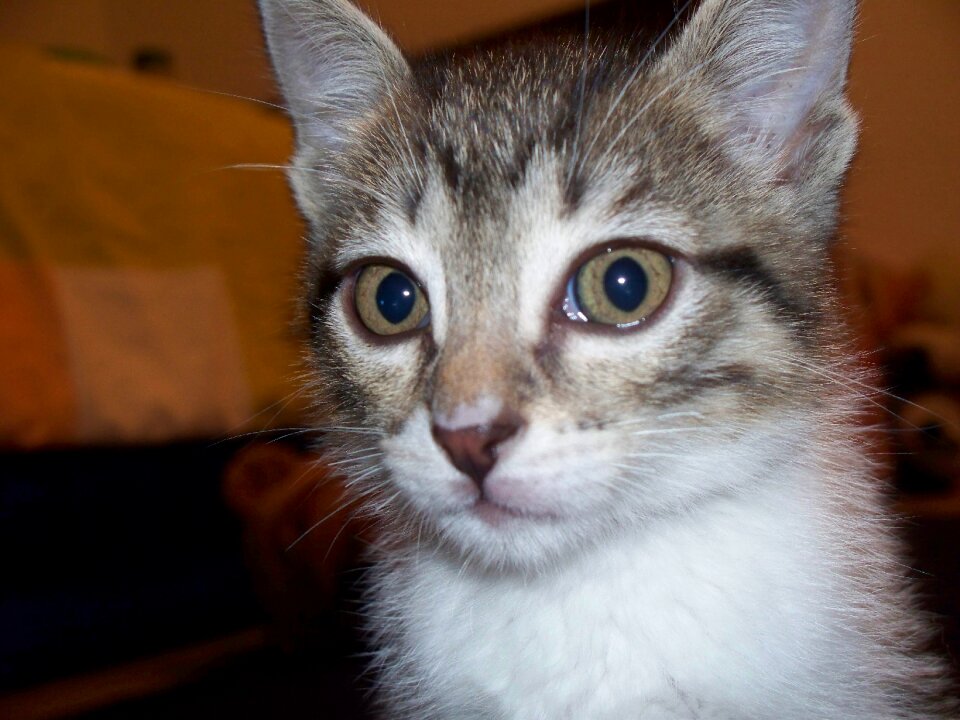 Animal cat's eyes animals