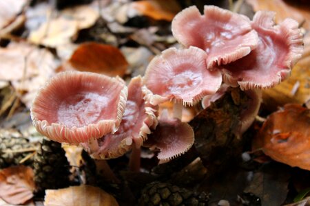 Pink forest mushrooms forest