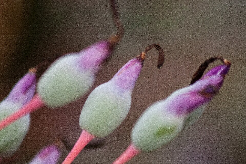 Portea subfamily bromelioideae