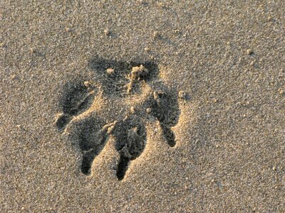 Animal sand sea