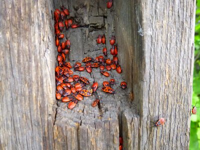 Beetle red tree lair