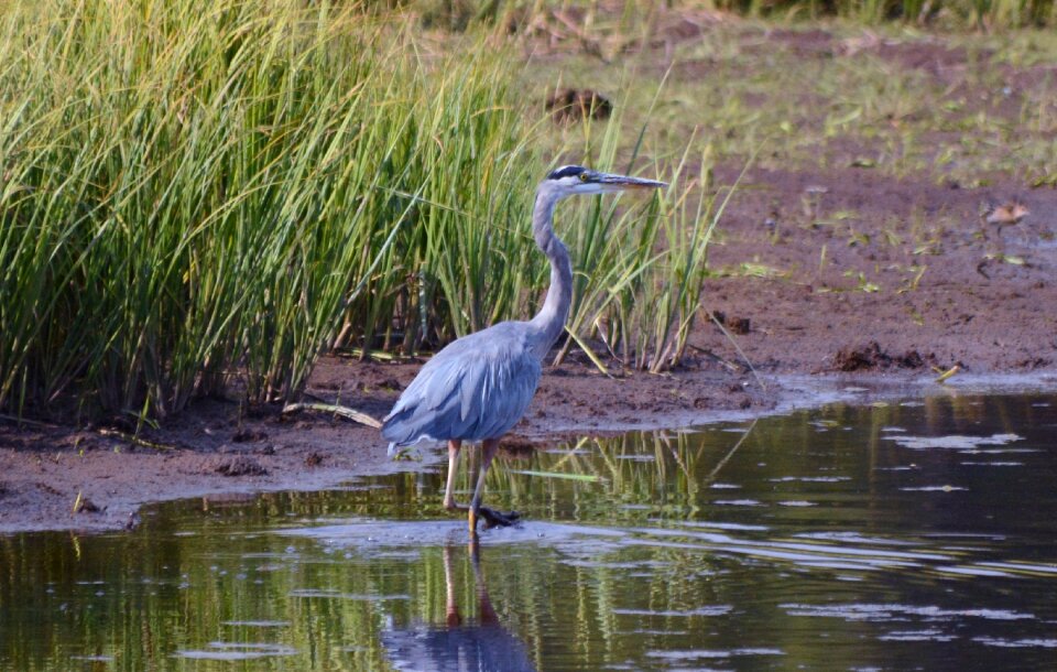 Bird river blue heron