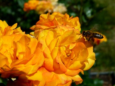 Nature rose garden colorful roses