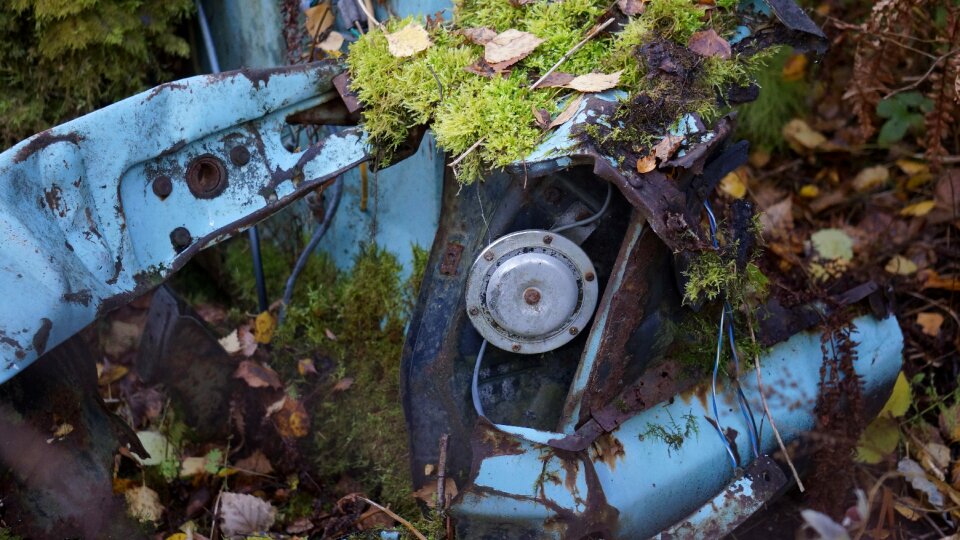 Car moss in the woods