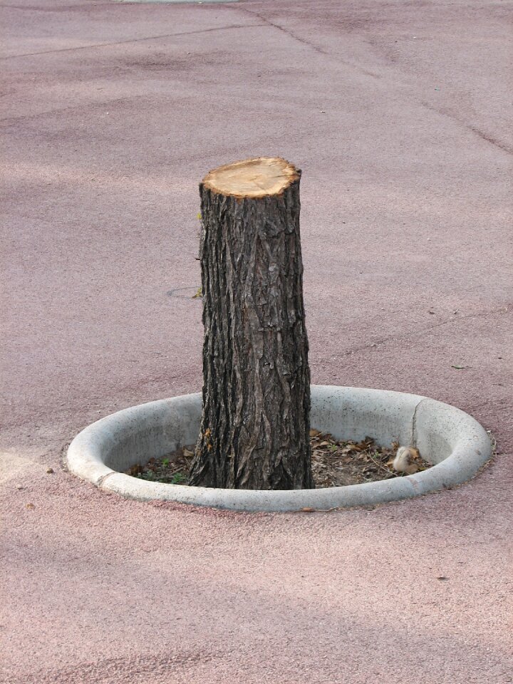 Sawed off road tree stump