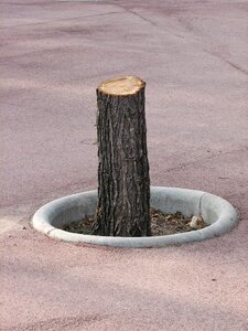 Sawed off road tree stump