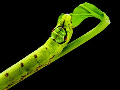 Yellow green gluttonous close up
