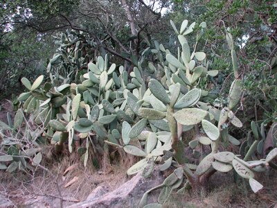 Carve name plant