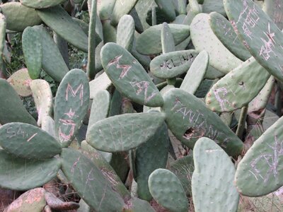 Plant name engraved