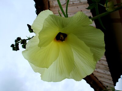 Flowers yellow flower spring