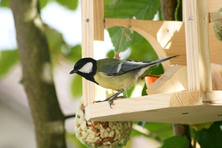 Bird feed bird seed