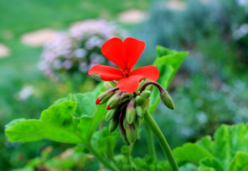 Red bright foliage green