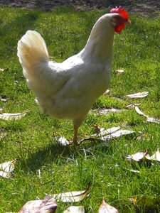 Chicken white meadow