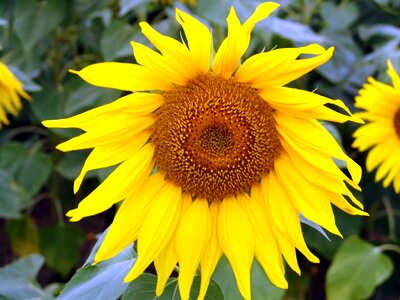 Sunflower yellow flora