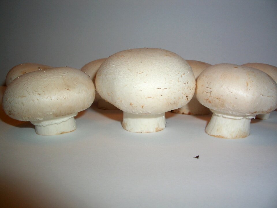 Mushrooms agaricus mushroom
