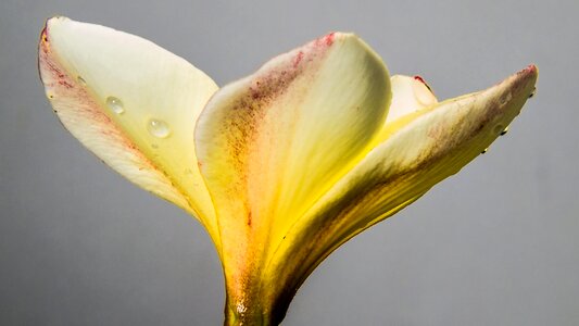 White yellow close up frangipani