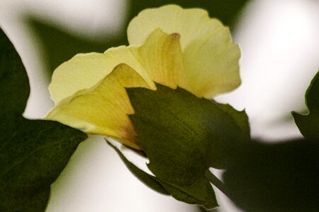 Flowers genus mallow