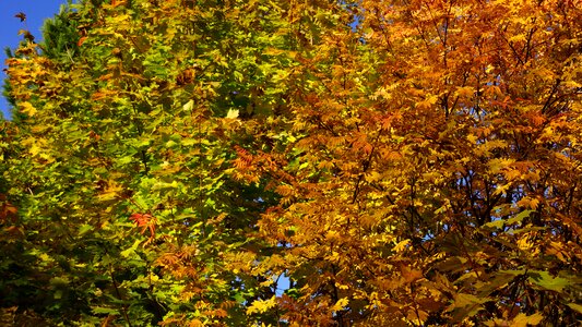 Orange green reddish
