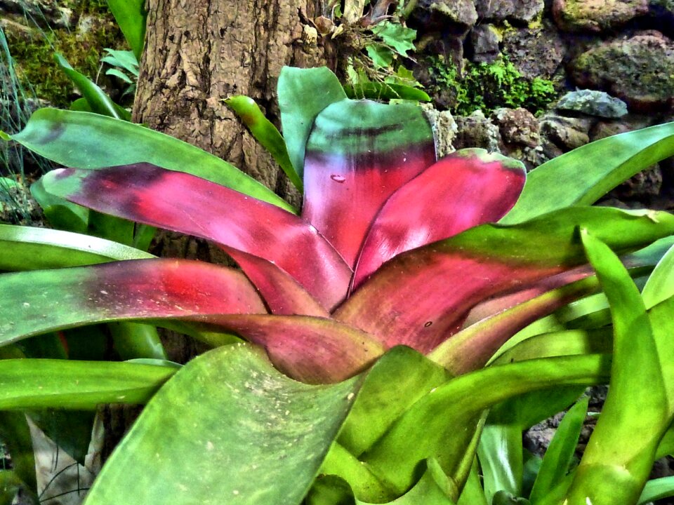 Red green leaves
