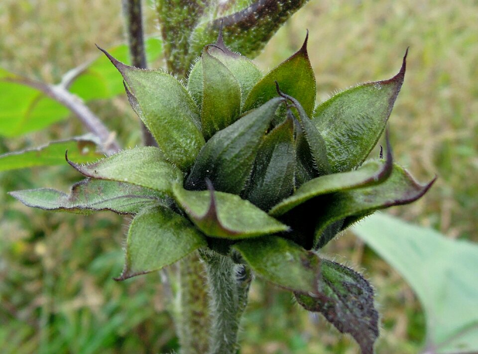 Bud green sunflower