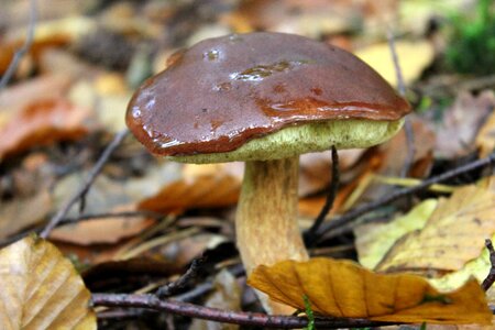 Mushroom edible rac