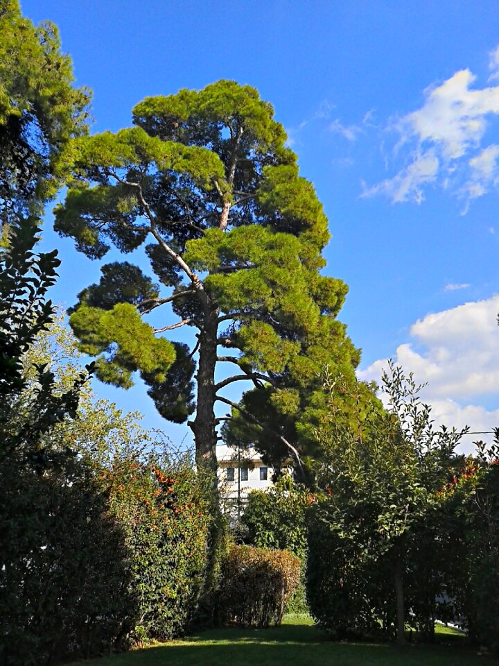 Green greenwood blue sky