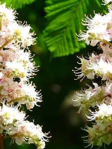 Inflorescence tree leaves