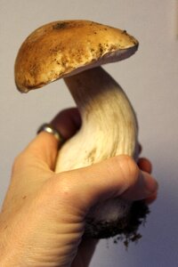 Edible mushroom brown