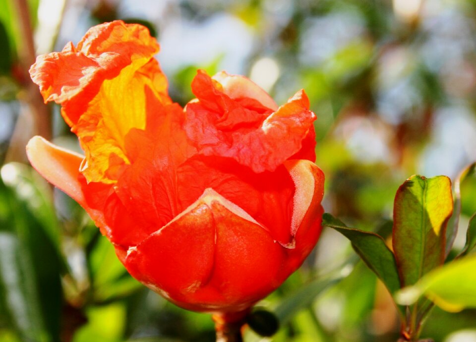 Unfolding unfurling fresh