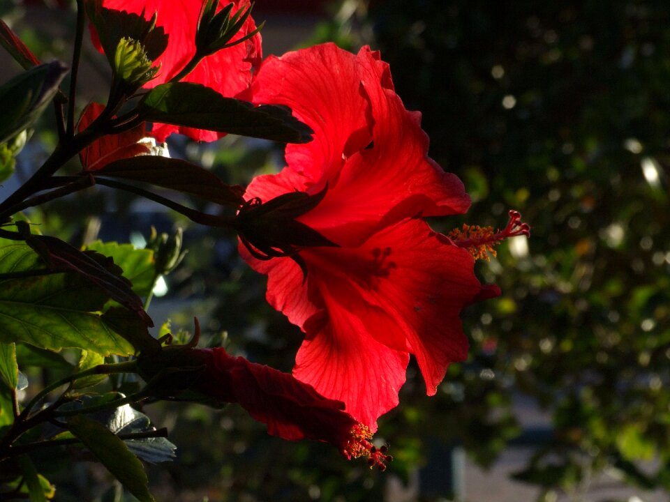 Wild flower wild plant summer flower