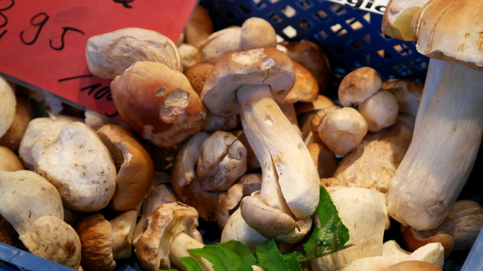 Herrenpilz boletus noble rot