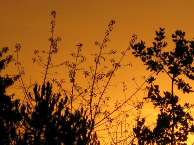 Trees evening sky