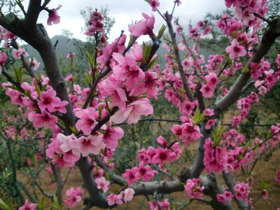 Almond tree pink bloom