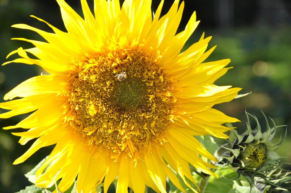 Bloom bee yellow